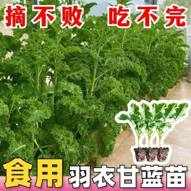 紫雨衣甘蓝苗吗基地直发，不包邮