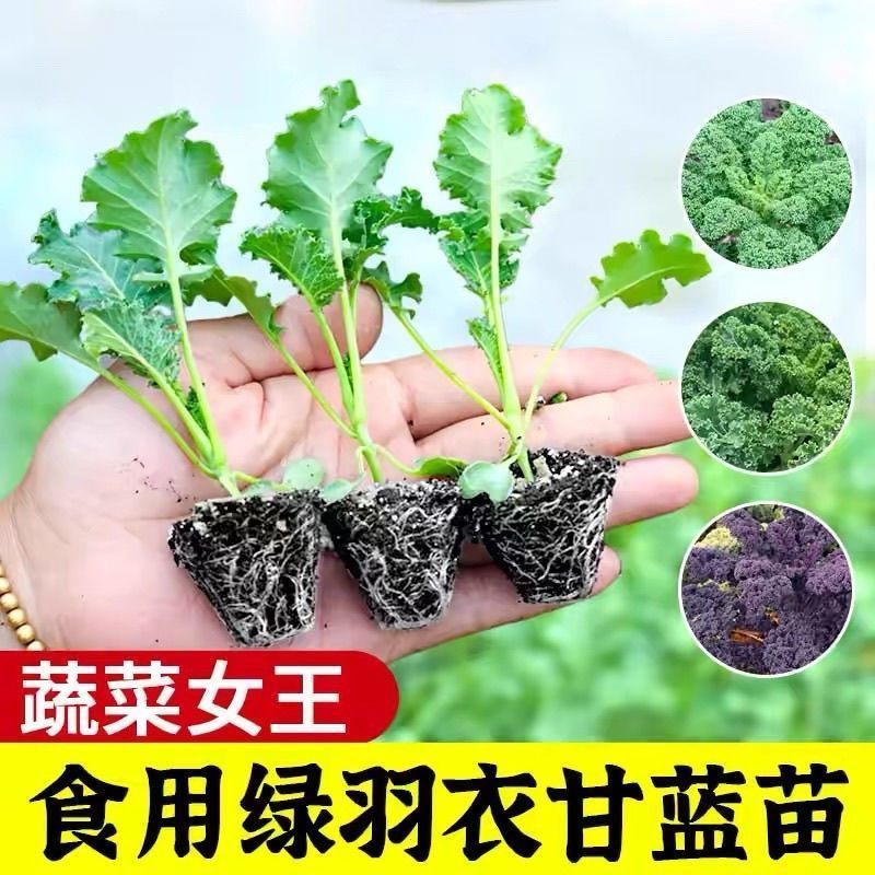 紫雨衣甘蓝苗吗基地直发，不包邮