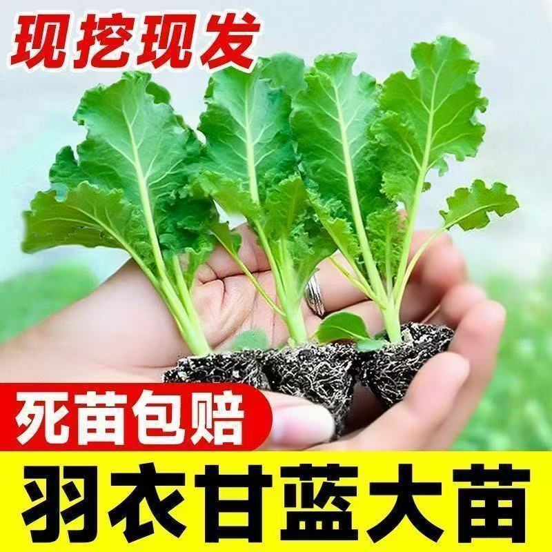 紫雨衣甘蓝苗吗基地直发，不包邮