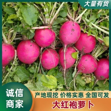 优质心里美萝卜脆甜可口产区大量供应欢迎选购