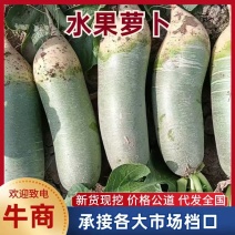 精品水果萝卜清脆甘甜量大从优品质保证