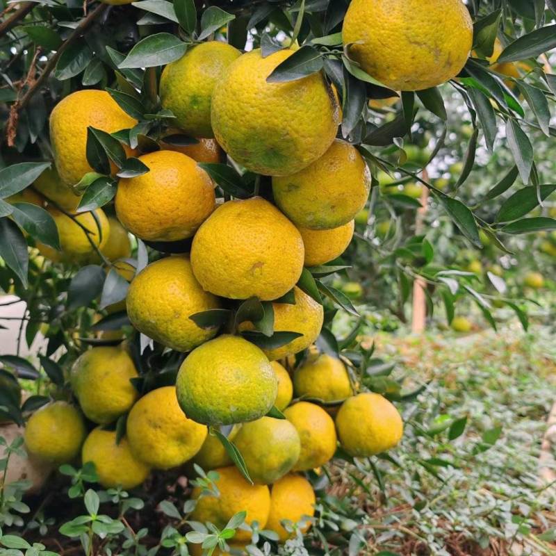 【广东特色产区】茶枝柑、陈皮柑、新会柑陈皮
