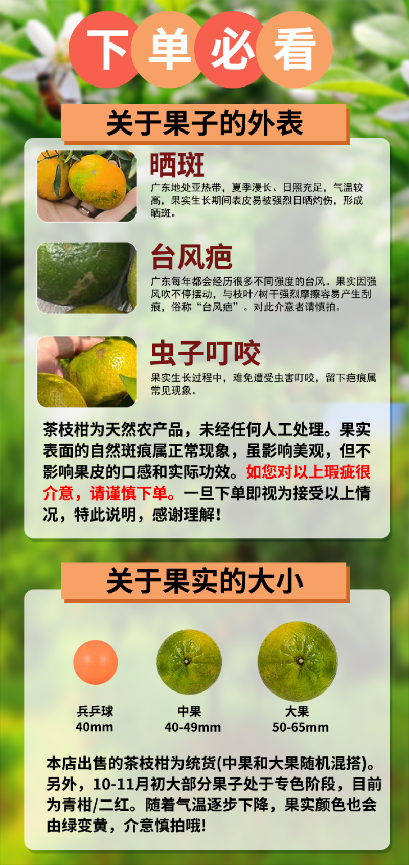 【广东特色产区】茶枝柑、陈皮柑、新会柑陈皮