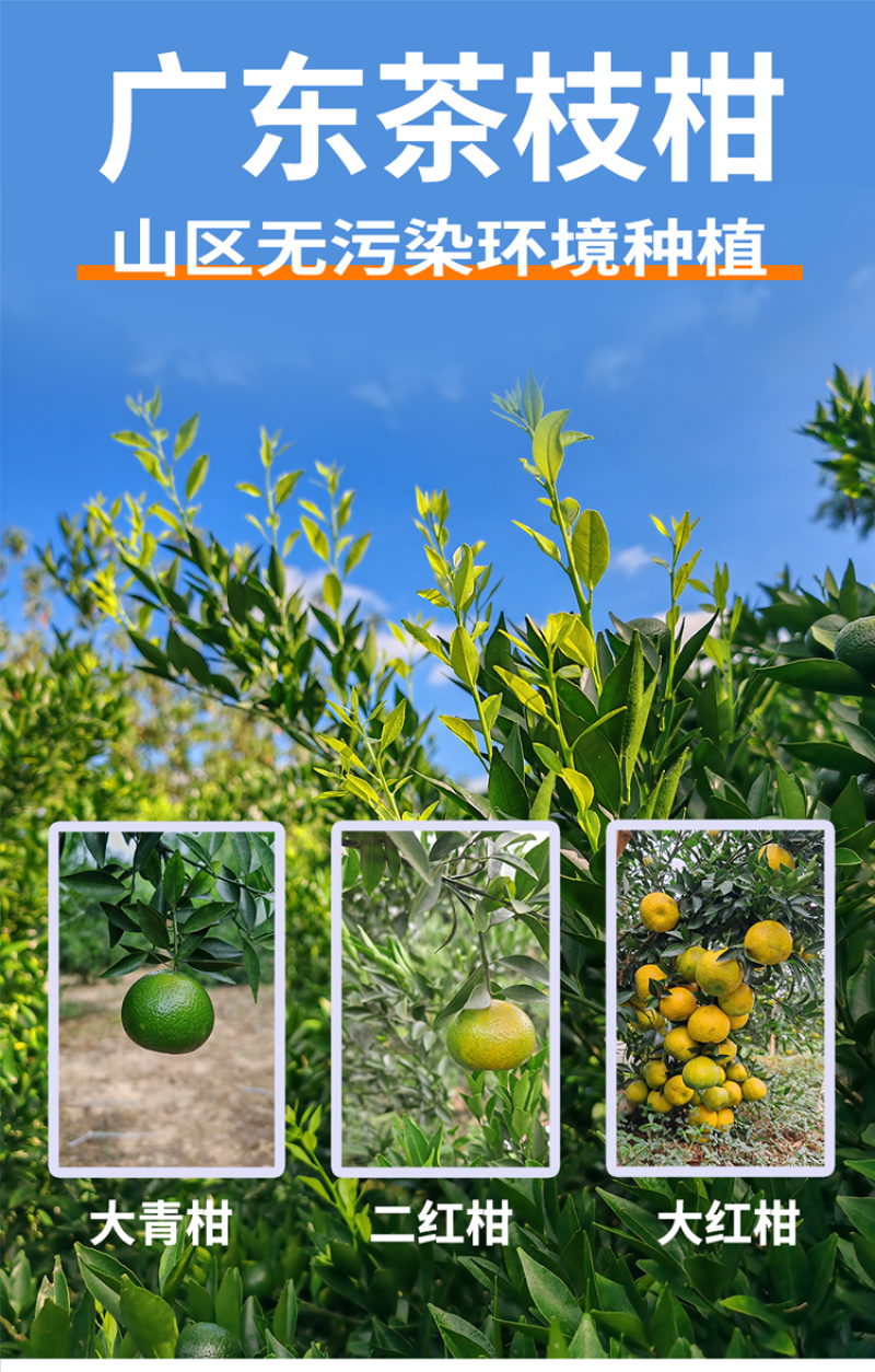 【广东特色产区】茶枝柑、陈皮柑、新会柑陈皮