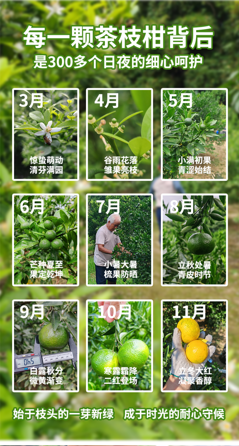 【广东特色产区】茶枝柑、陈皮柑、新会柑陈皮