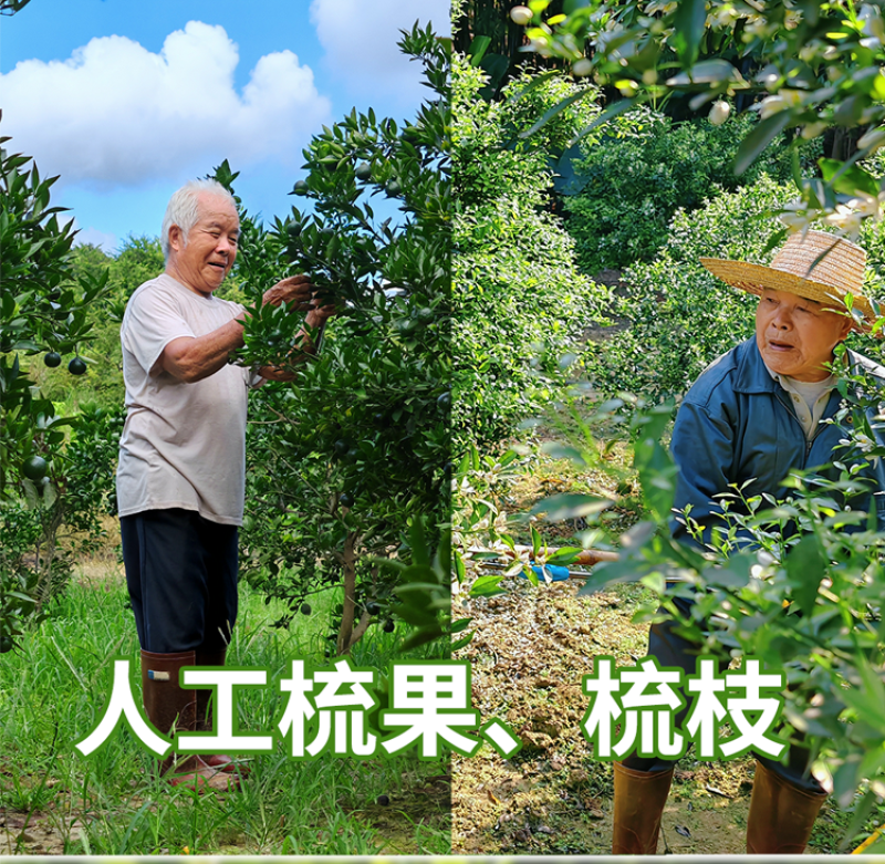 【广东特色产区】茶枝柑、陈皮柑、新会柑陈皮