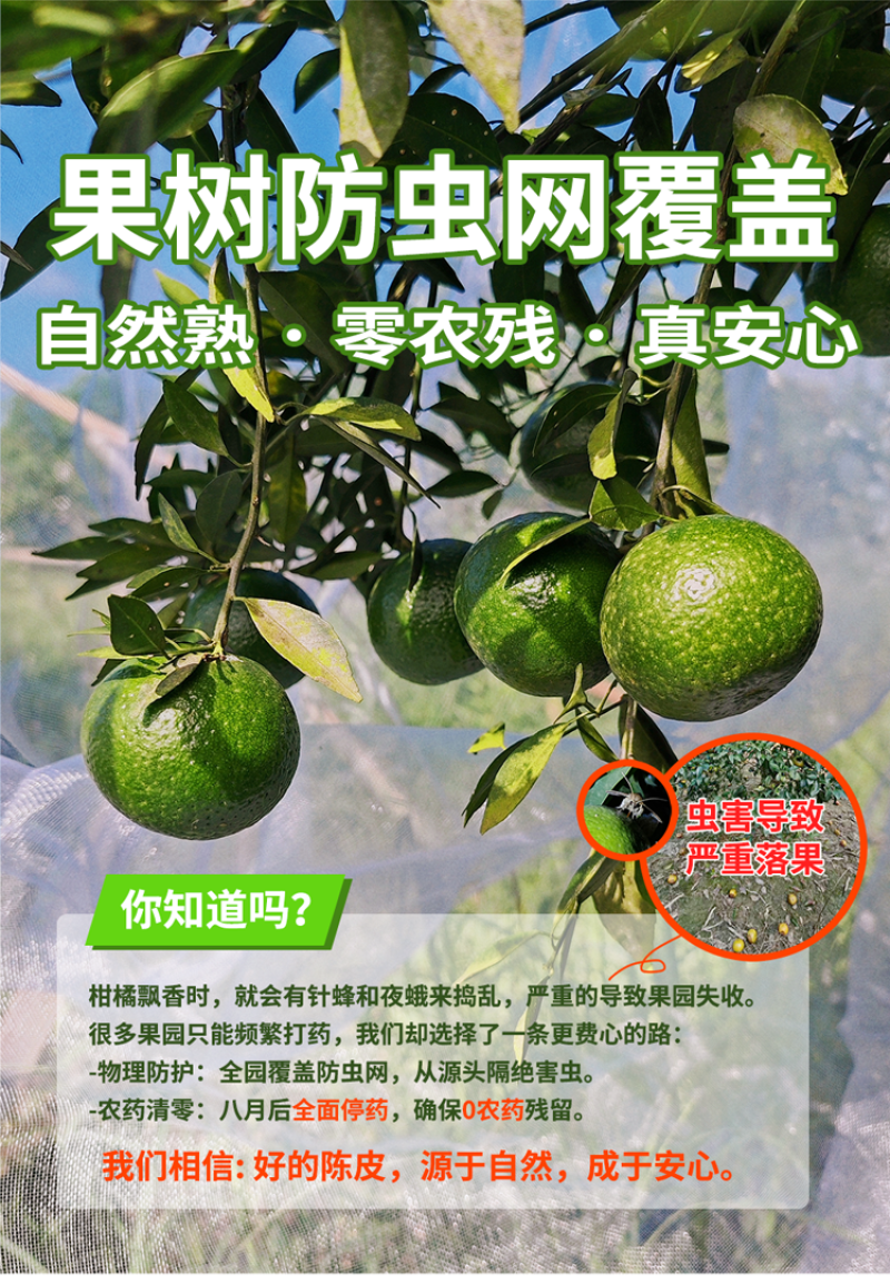 【广东特色产区】茶枝柑、陈皮柑、新会柑陈皮