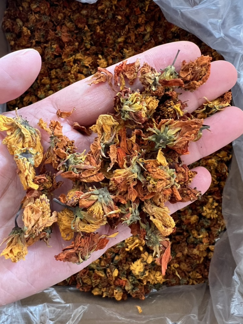 冰菊花大货批发