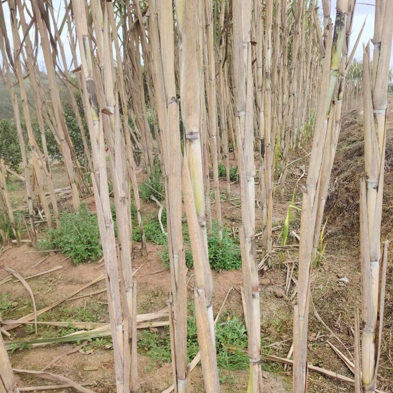 四川自贡荣县甜到心甘蔗