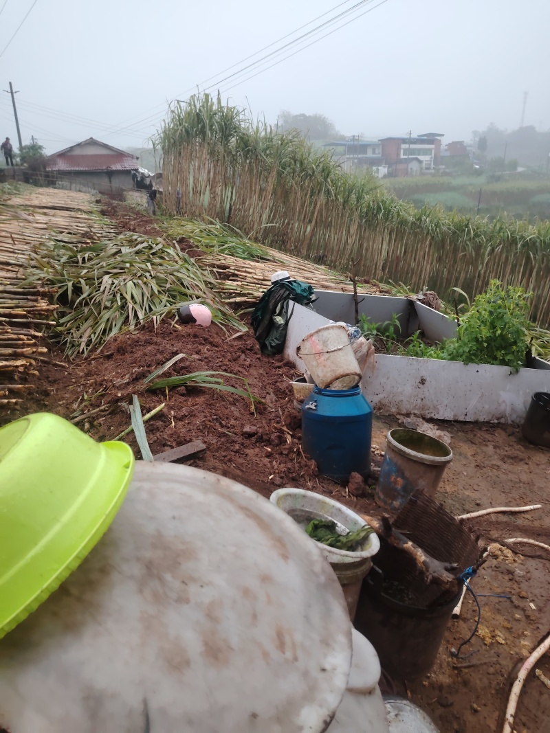 四川自贡荣县甜到心甘蔗