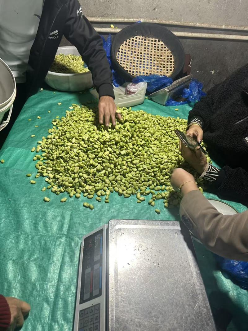 蚕豆米