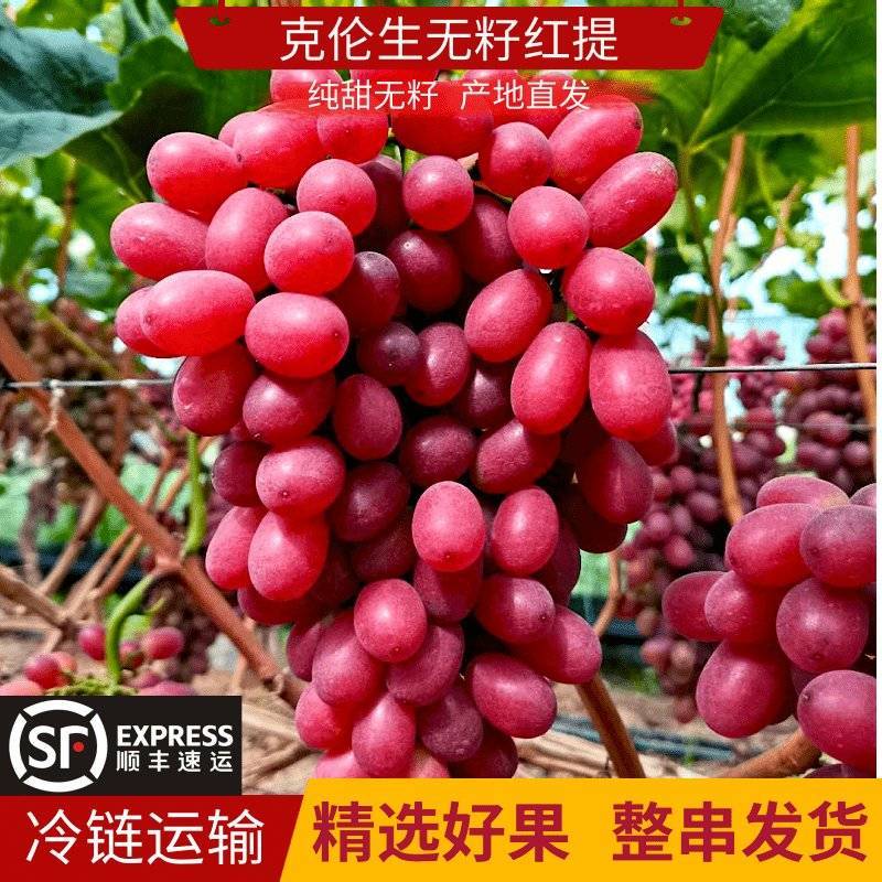 《克伦生葡萄》无籽红提/四川红提/整车批发/供应电商市场