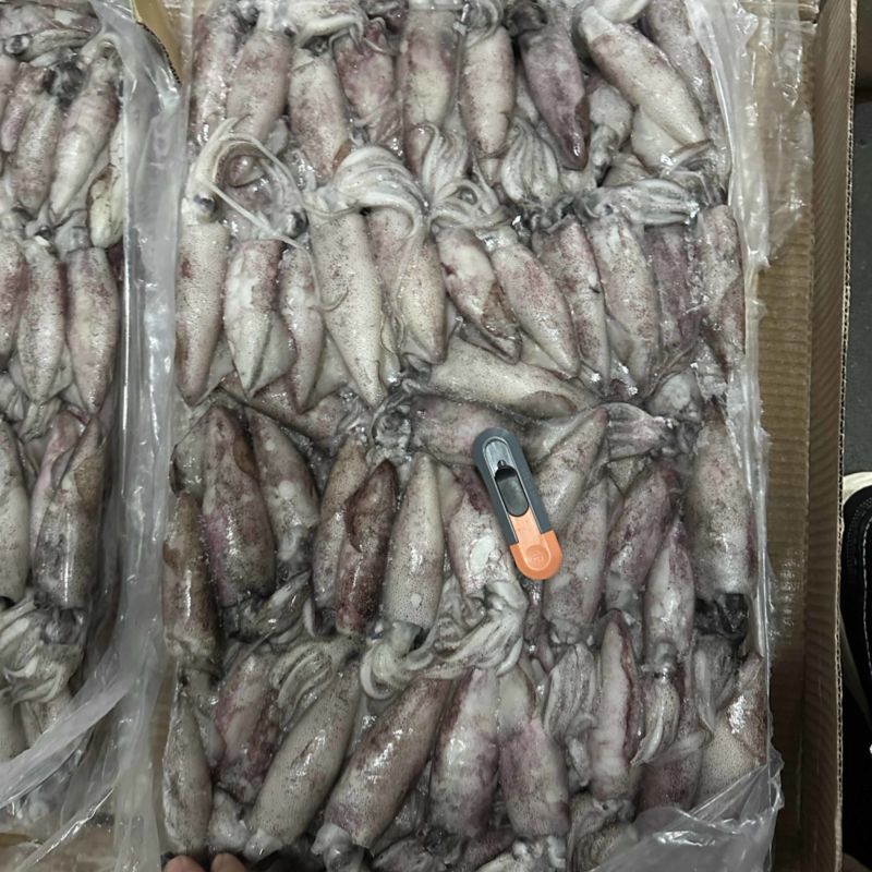 路冻鱿鱼8/10