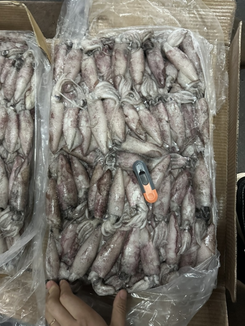 路冻鱿鱼8/10