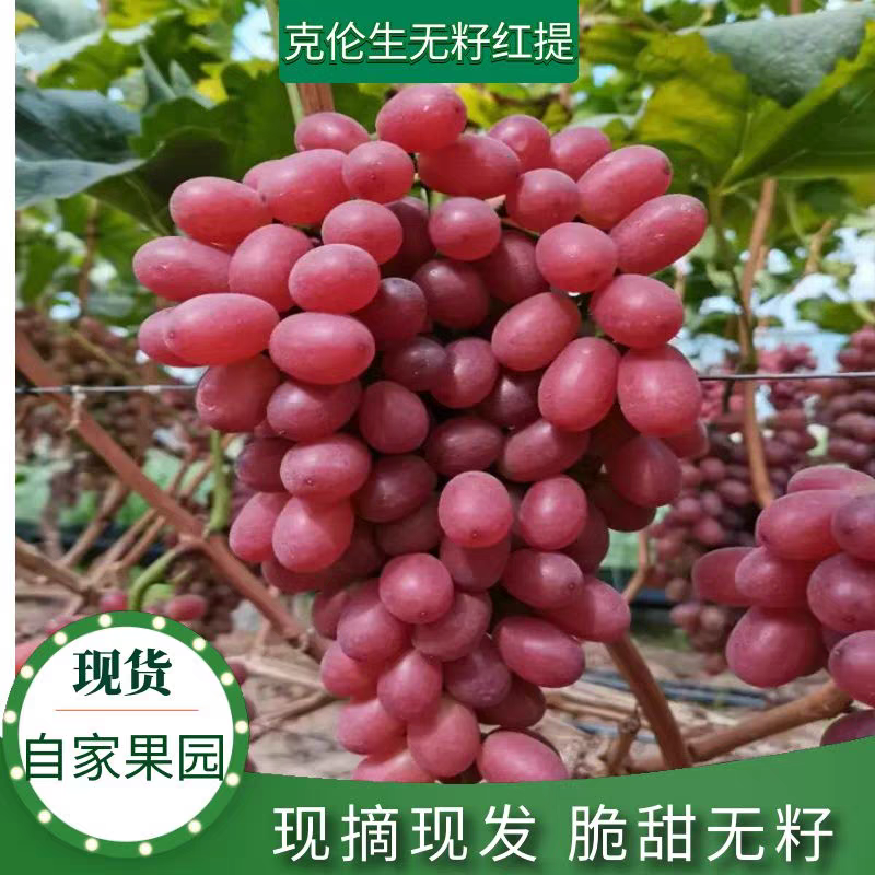 《克伦生葡萄》无籽红提/四川红提/整车批发/供应电商市场