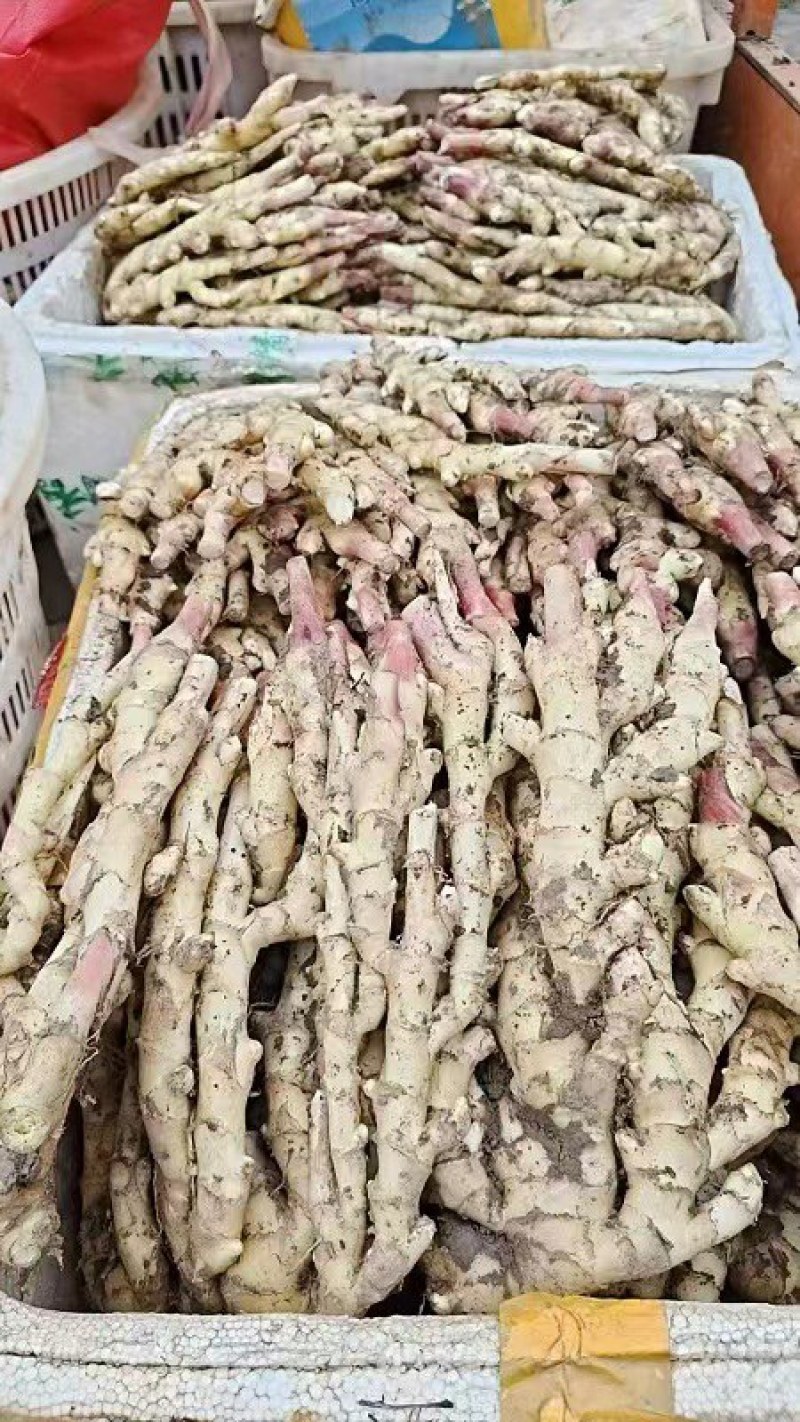 红芽嫩姜带泥现挖现发3斤装5斤装