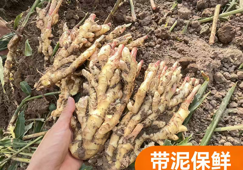 红芽嫩姜带泥现挖现发3斤装5斤装