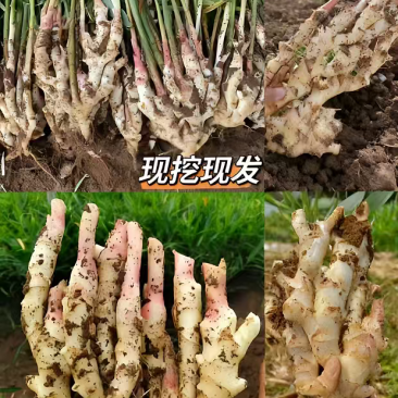 红芽嫩姜带泥现挖现发3斤装5斤装