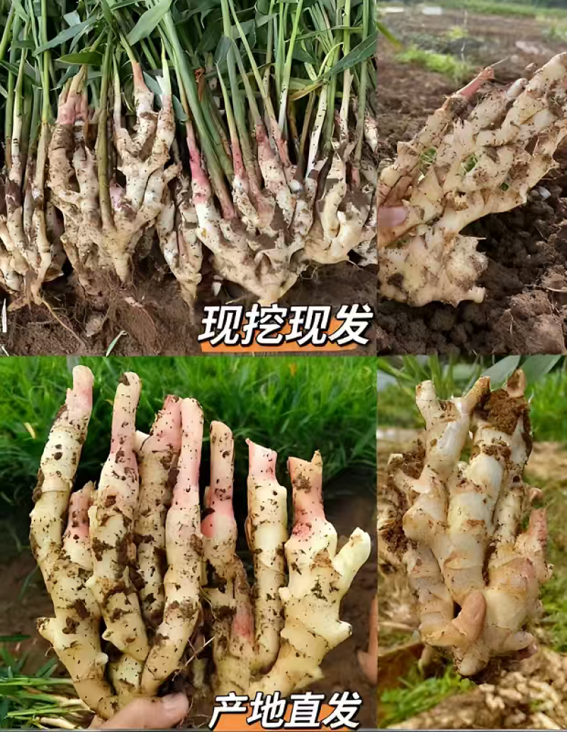 红芽嫩姜带泥现挖现发3斤装5斤装