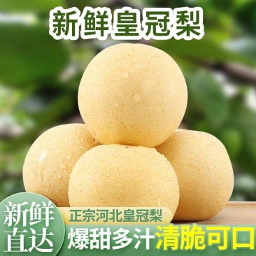 《皇冠梨》河北皇冠梨/产地货源/品质保证/电商直播市场