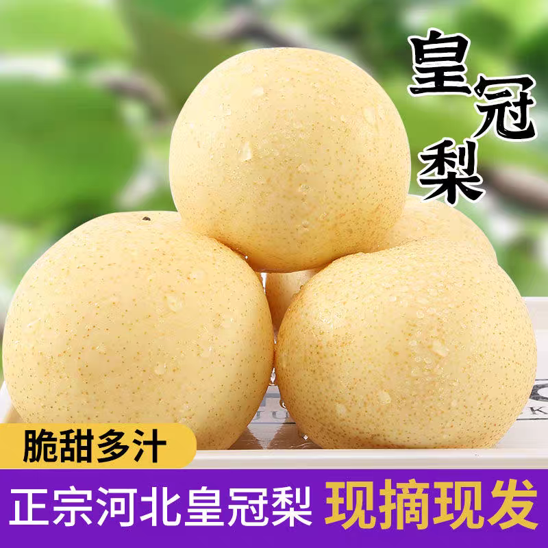《皇冠梨》河北皇冠梨/产地货源/品质保证/电商直播市场