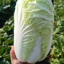 大白菜市场货，电商货供应