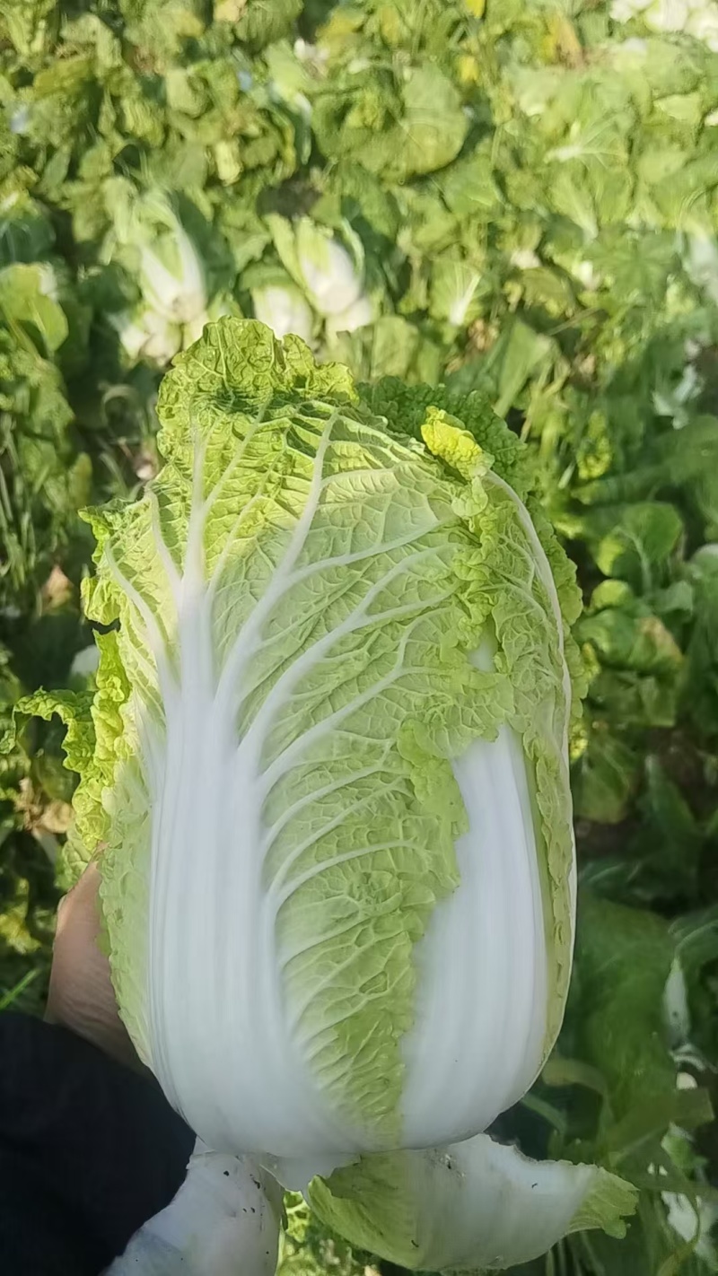 大白菜市场货，电商货供应