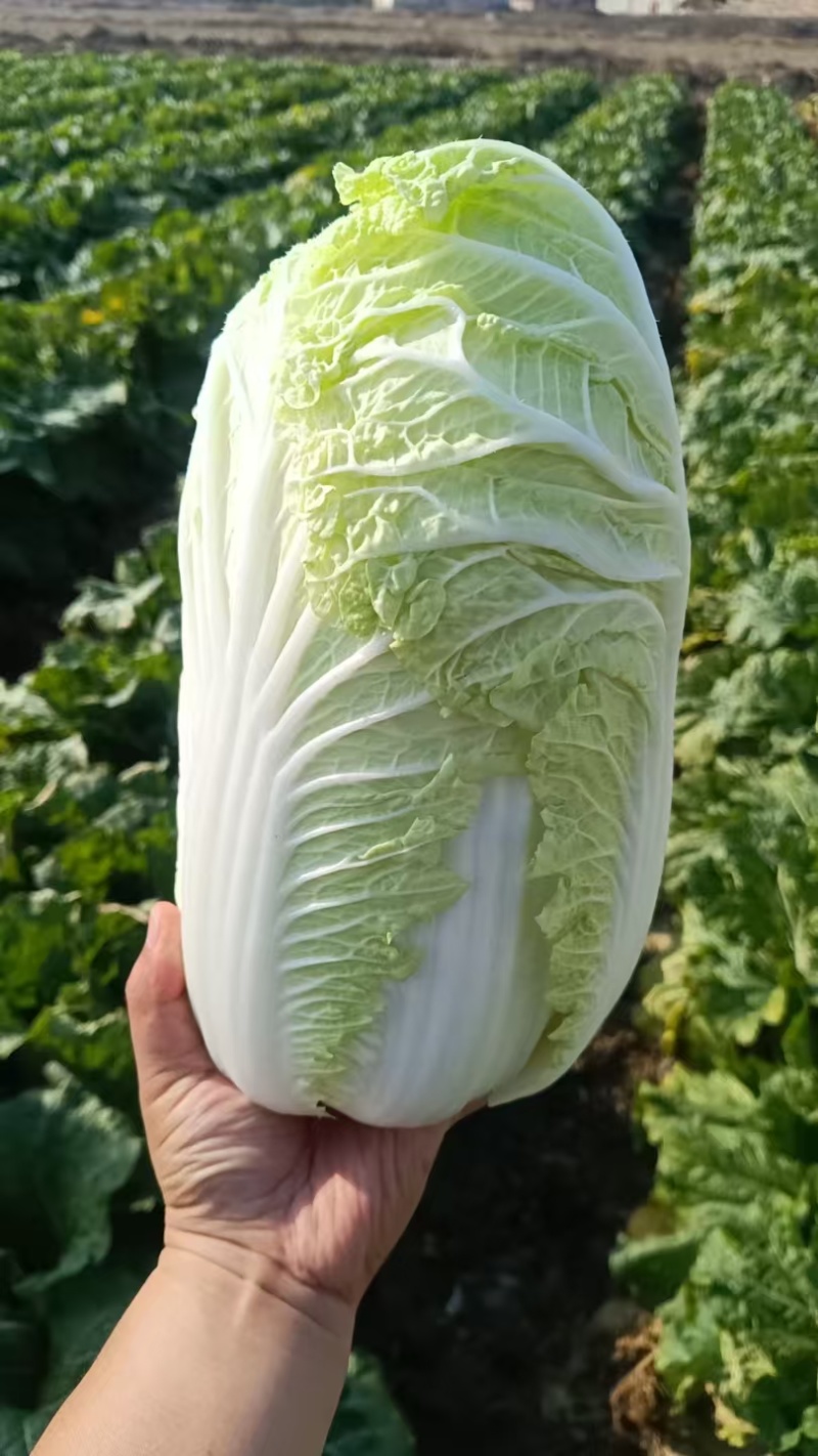 大白菜市场货，电商货供应