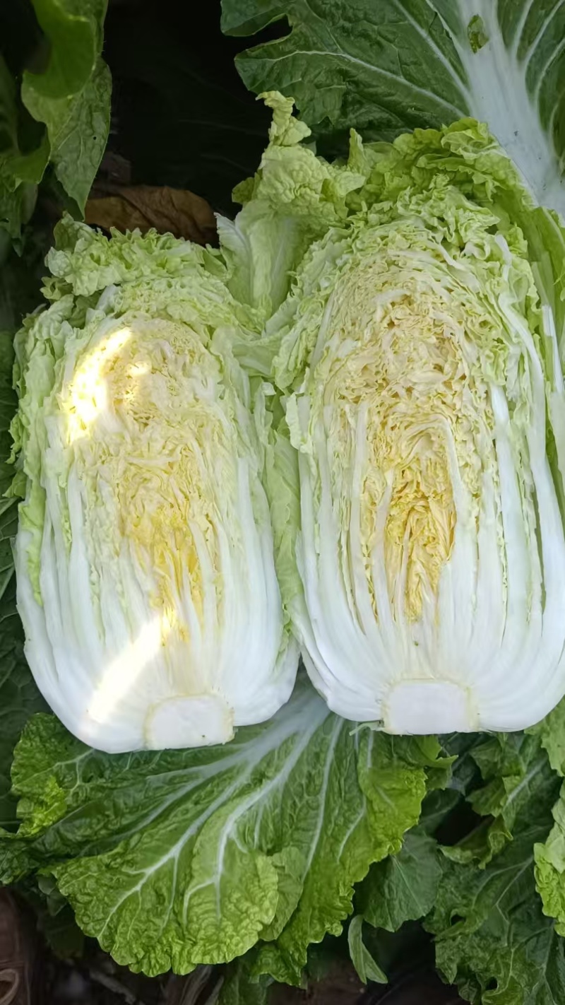 大白菜市场货，电商货供应