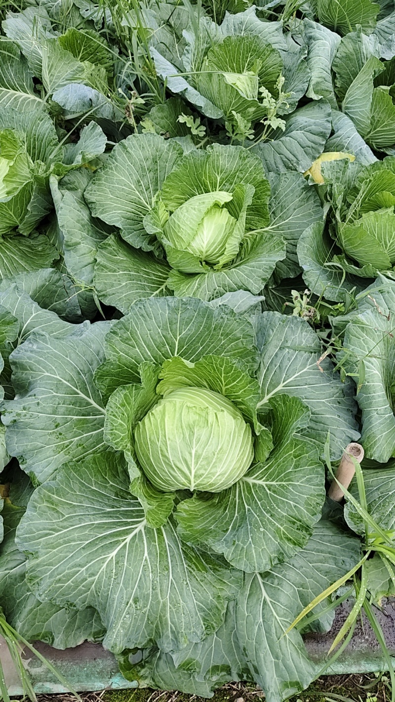 精品松包菜上市，欢迎定购