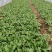 青梗菜大量上市中