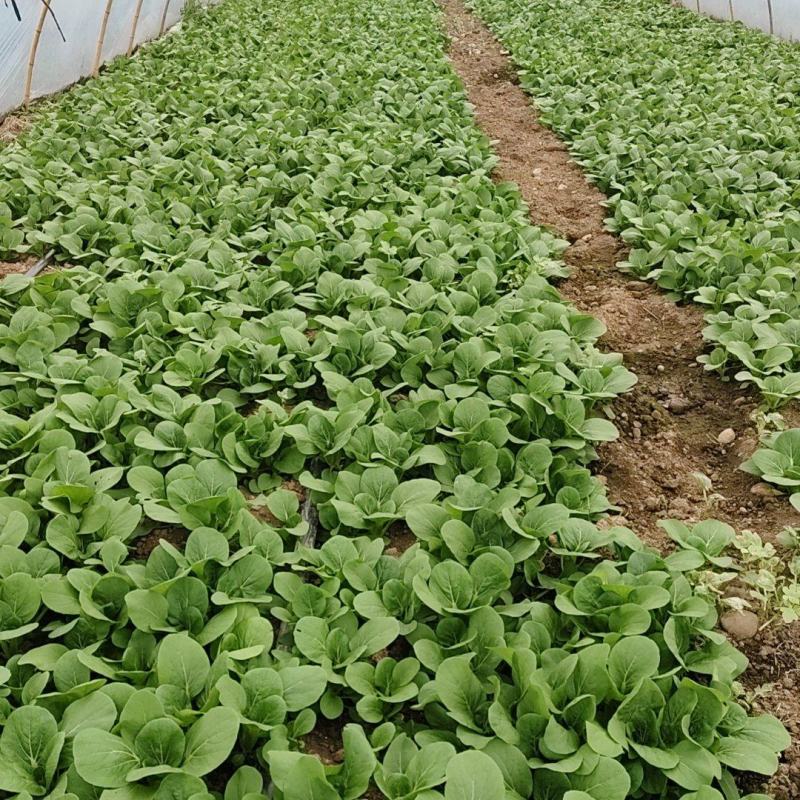 青梗菜大量上市中
