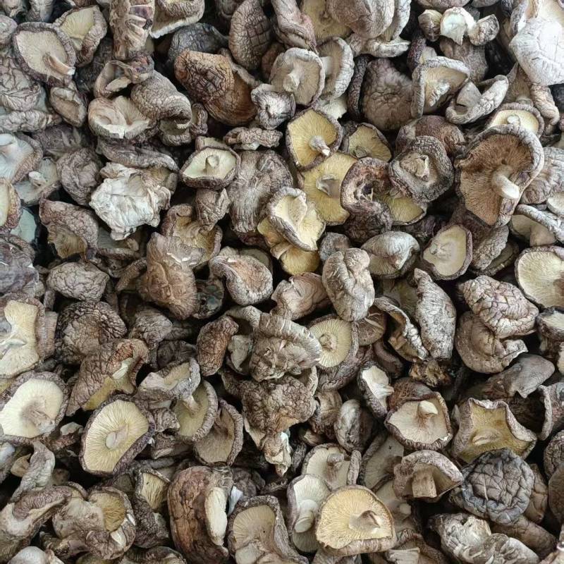 畸形菇大量有货颜色好品质优可对接市场商超可视频看货欢迎