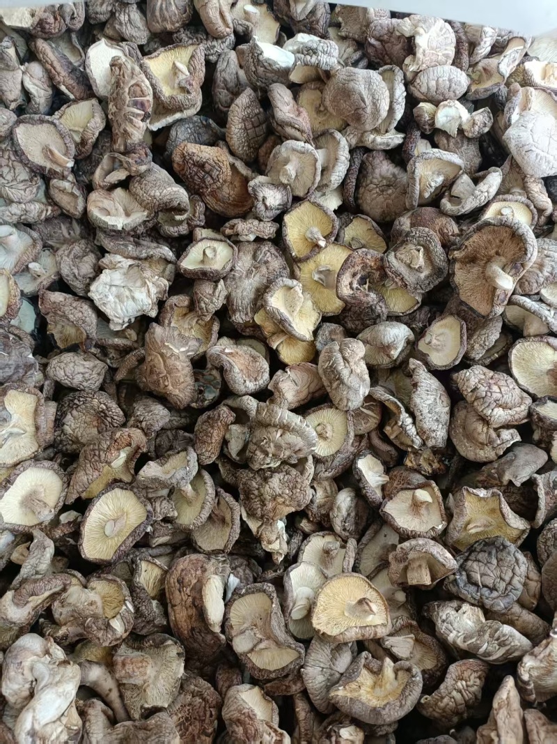 畸形菇大量有货颜色好品质优可对接市场商超可视频看货欢迎