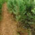 侧柏（大黑碗）规格齐全提供技术欢迎下单