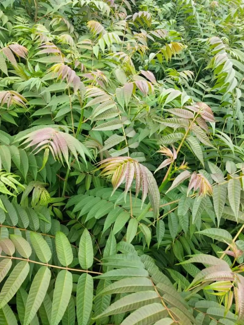 红油香椿树苗香椿苗/基地直发包活保质保量