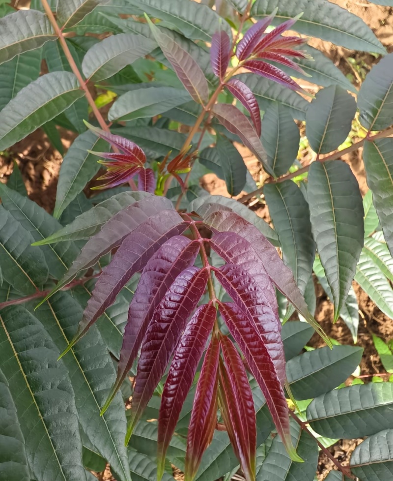 红油香椿树苗香椿苗/基地直发包活保质保量