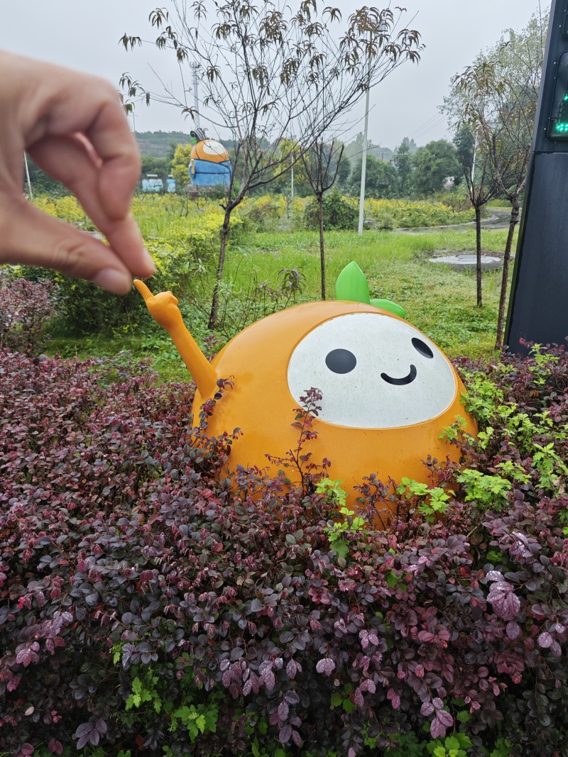 爱媛38号果冻橙，行情大划水。欢迎各地老板前来洽谈。