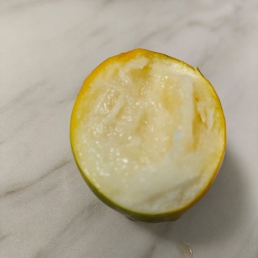融安脆蜜金桔4号果