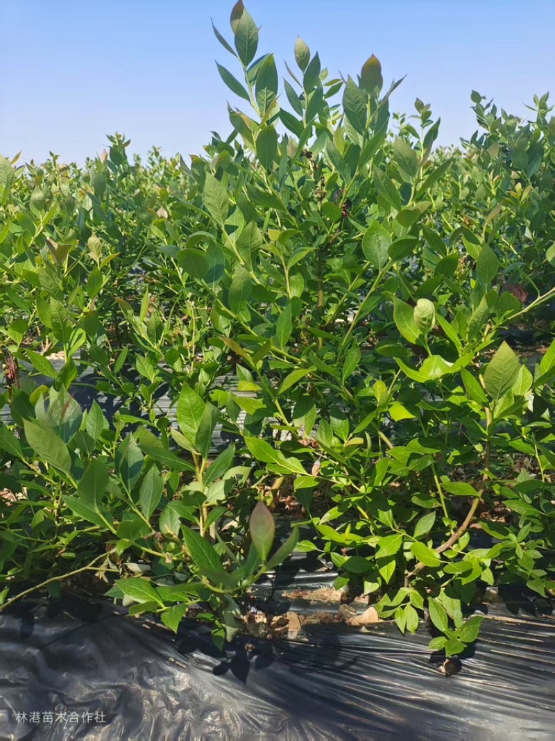 蓝莓苗30cm-70cm产地直发欢迎进店下单