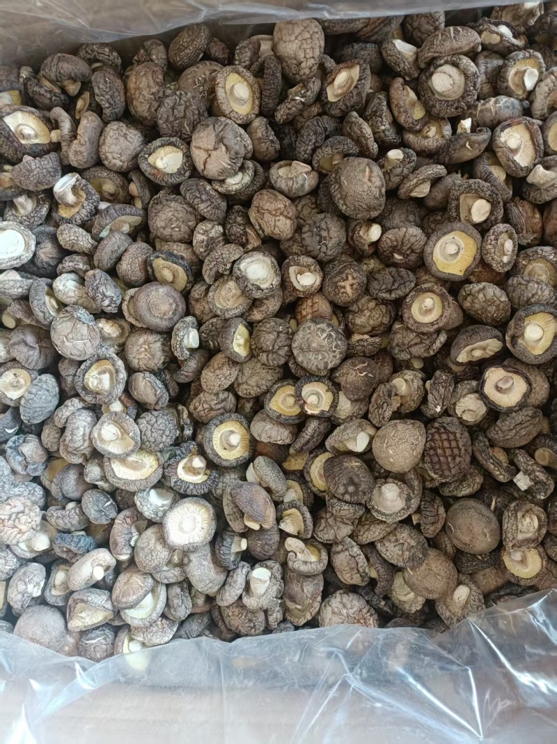 精品纯面菇手选货基地直供可视频看货热卖中！