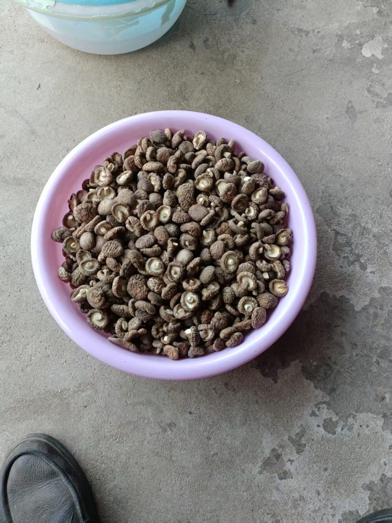 精品纯面菇手选货基地直供可视频看货热卖中！