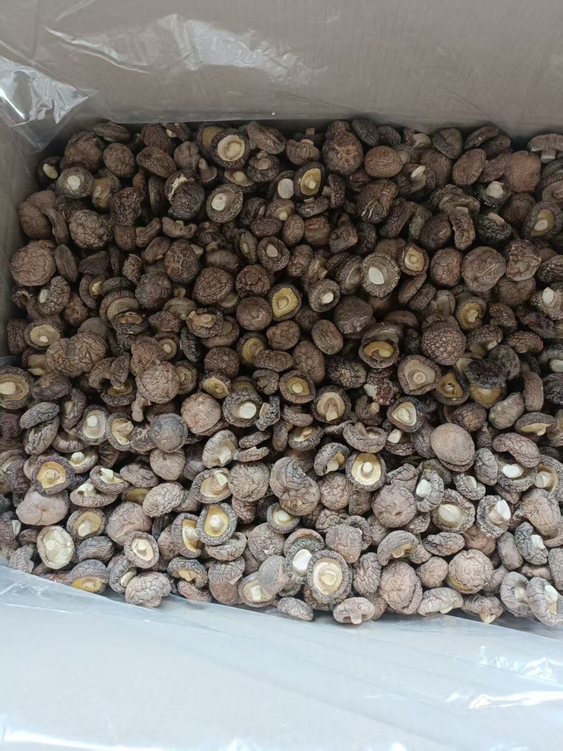 精品纯面菇手选货基地直供可视频看货热卖中！