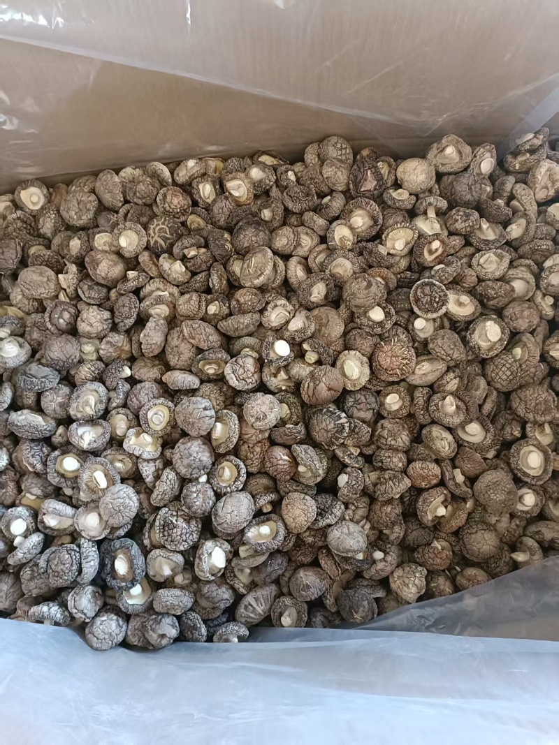 精品纯面菇手选货基地直供可视频看货热卖中！
