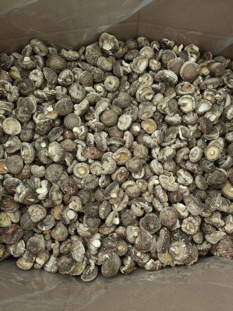 精品纯面菇手选货基地直供可视频看货热卖中！