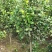 地径1-5公分茶花（赤丹）大量供应，支持线上保障交易