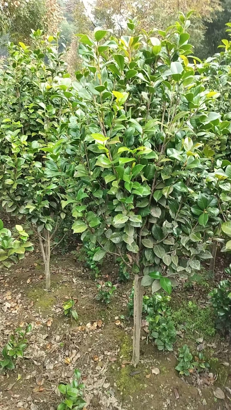 地径1-5公分茶花（赤丹）大量供应，支持线上保障交易