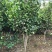 地径1-5公分茶花（赤丹）大量供应，支持线上保障交易
