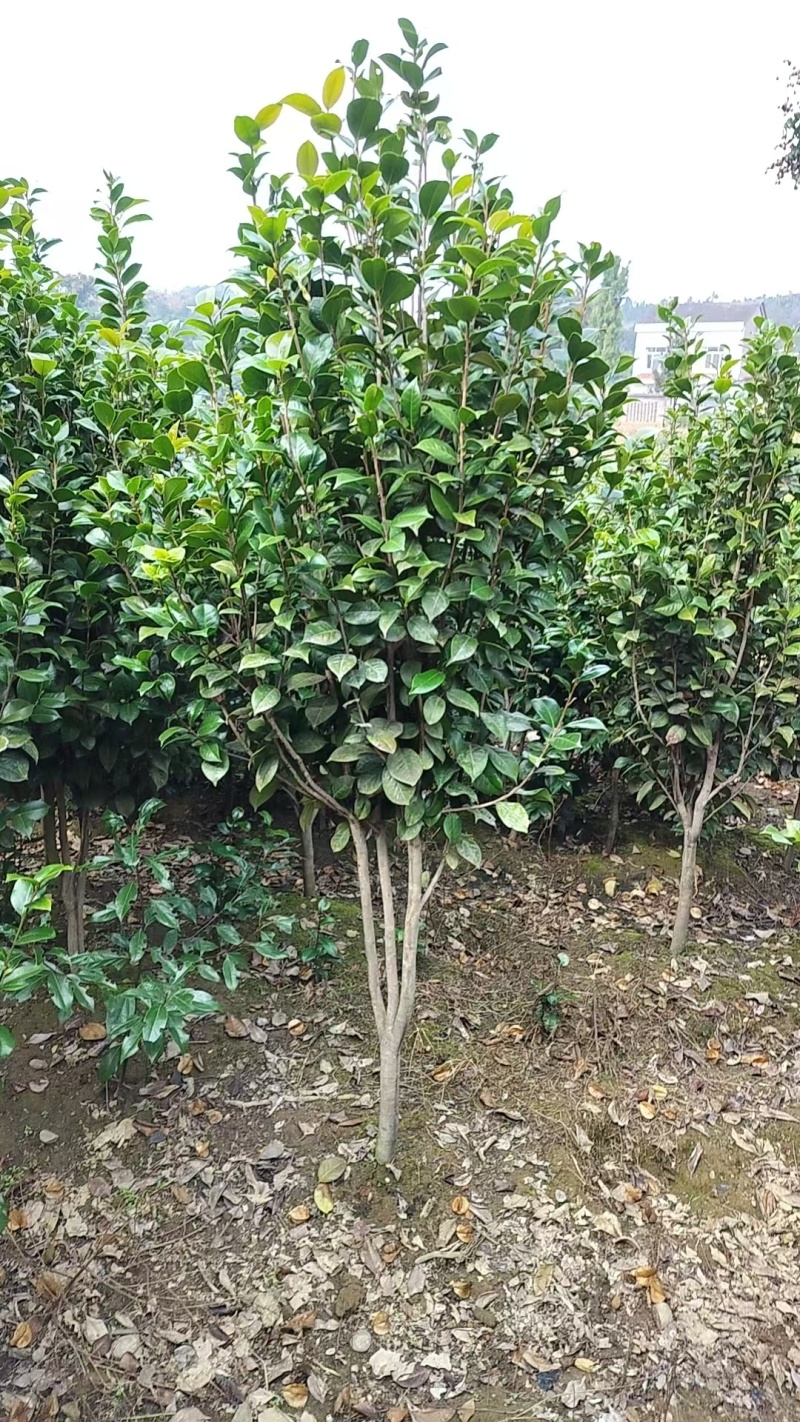 地径1-5公分茶花（赤丹）大量供应，支持线上保障交易