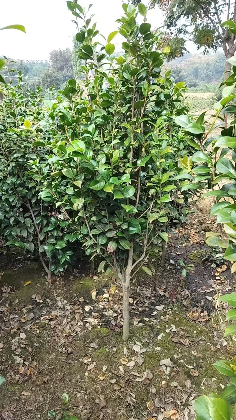 地径1-5公分茶花（赤丹）大量供应，支持线上保障交易